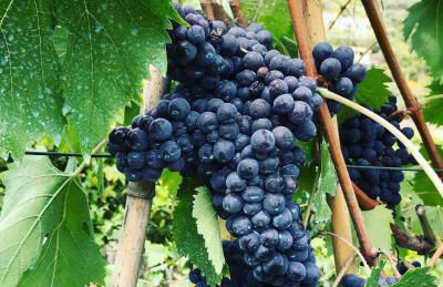 Rocca di Corno Guest House - Photo 30