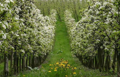 Ferien- und Obsthof Sonnenhalde - Foto 18