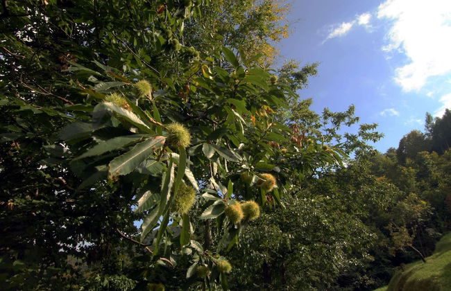 Belvilla by OYO Il Cerro - Photo 33