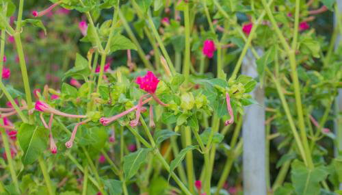 Sofiko Family House - Foto 2, Garden, Garden view