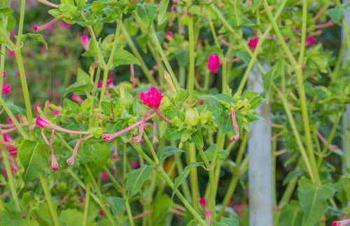 Sofiko Family House - Foto 2