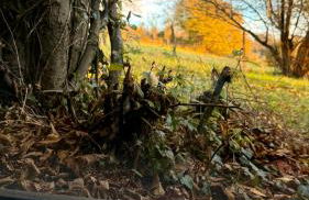 Plum Cottage Somerset - Foto 29