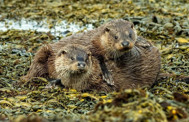 Little Cottage-village of Bunessan-sleeps4 - Foto 11