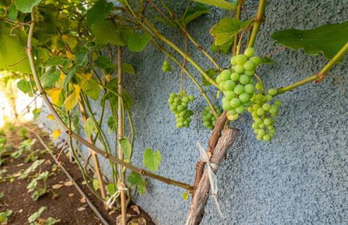 Cottage Pearl - Rural Holiday Experience by SeaPearl - Foto 16