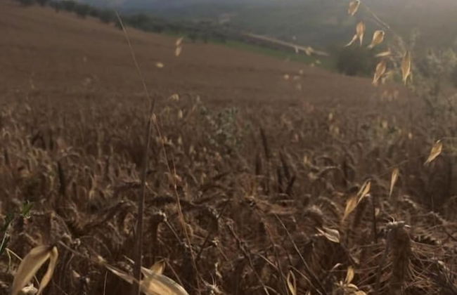 B&B Azienda Perconti - Foto 38