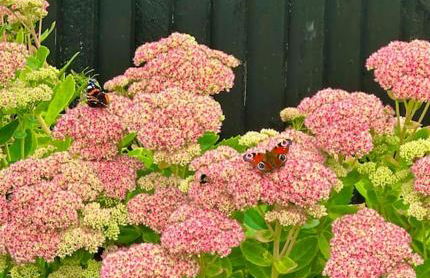 The Orchard Apartment, Clyde Valley - Foto 42