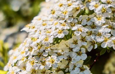Watthüs Morsum mit Kamin und traumhaftem Garten - Foto 63