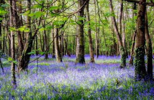 5 Bed in Redruth oc-hellf - Photo 40