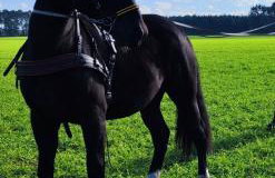 Vigor Horses - Foto 64