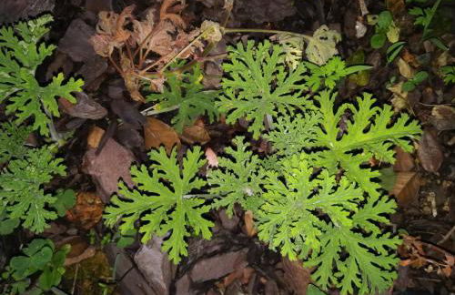 CAMPO DE SOBARBO - Guest House rural - Photo 61