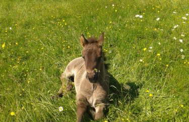 Ponyhof Adam Urlaub auf dem Bauernhof - Foto 13