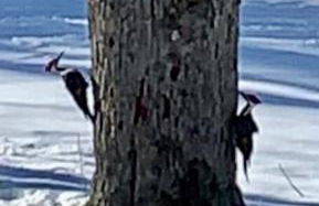 Cozy Private Log Cabin on acreage - Foto 10