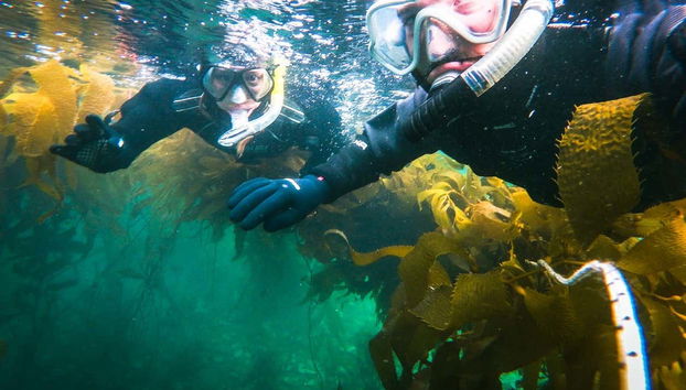 Faites du snorkeling dans le Canal Beagle