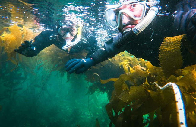 Snorkelling in the Beagle Channel - Photo 4