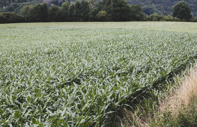 Romantic Woodland Chalet - Photo 38