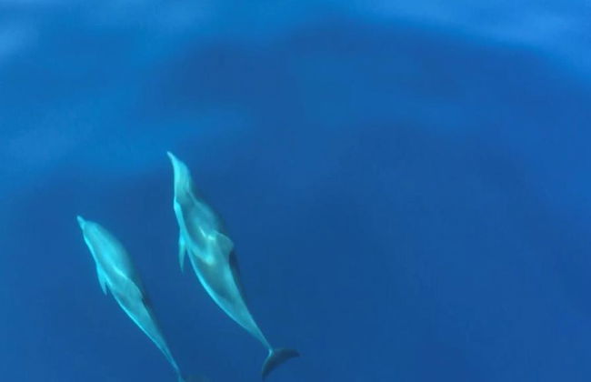 Wal-, Delfin- und Schildkrötenbeobachtungstouren - Foto 3