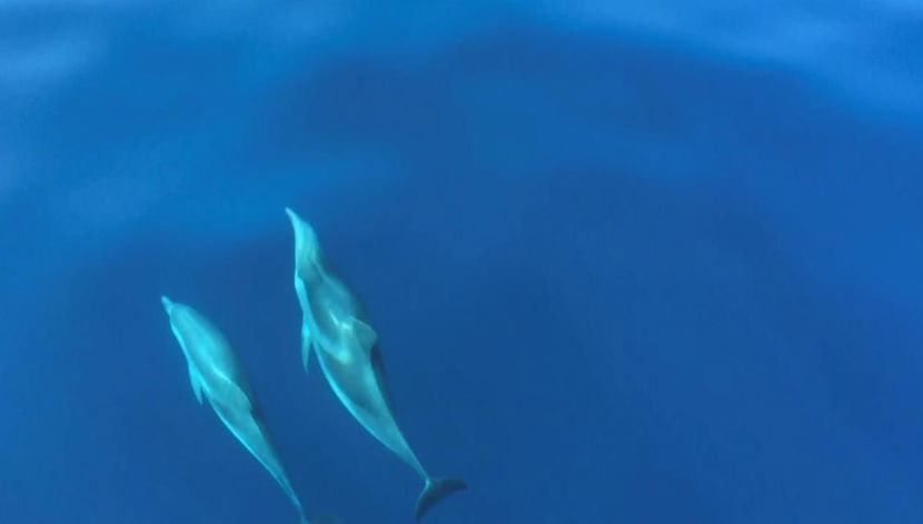 Wal-, Delfin- und Schildkrötenbeobachtungstouren - Foto 3