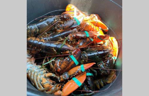 Downeast Coastal Maine Escape! - Foto 37