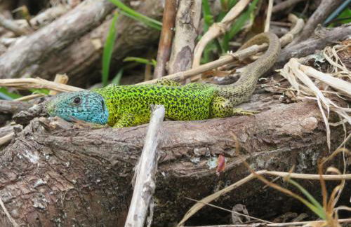 Raio do Sol - Apartamento Turístico - Foto 24