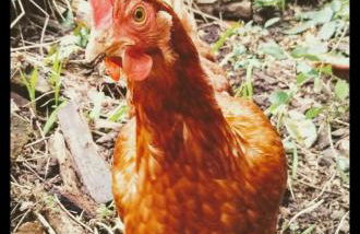 The Birch House - Foto 45