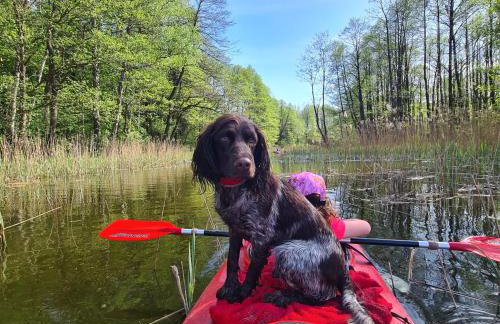 Dom Na Szlaku Mazury - Photo 44