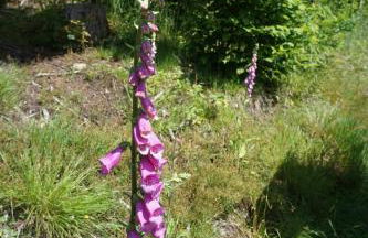 s'Heisl em Woid - Foto 29