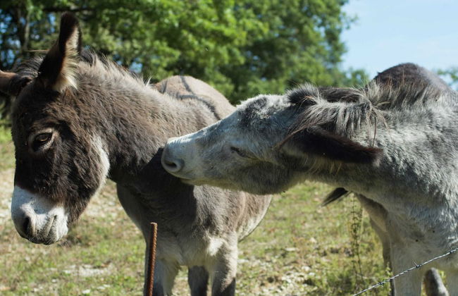 Holiday Home in Vicchio With Private Pool - Foto 24