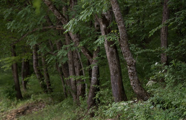 Apricot Aghveran Resort - Foto 77