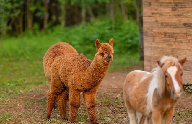Alya Kartepe Villa Hotel - Foto 52