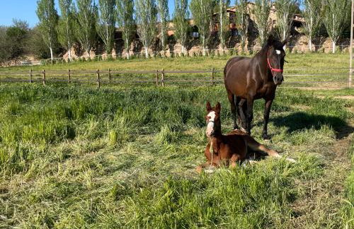 Touristic Ballonga Horses - Foto 25