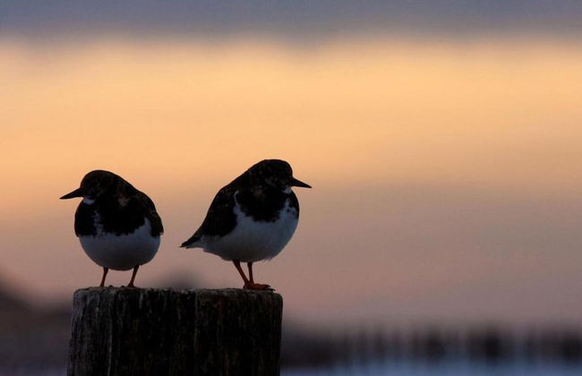 Bungalow Near Dutch Beaches & Nature Trails - Foto 35