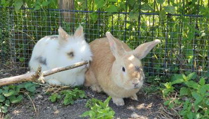 Stefanutti-Hof - Photo 5