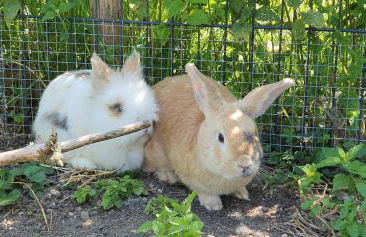 Stefanutti-Hof - Photo 5