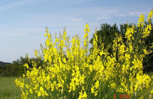 Aroggia Farm - Foto 24