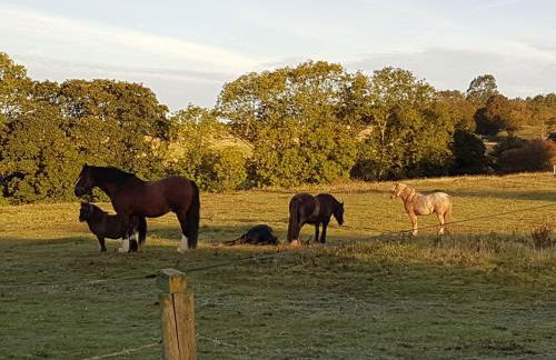 Woodpeckers Cottage - Foto 32