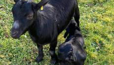 Maison de la forêt - Foto 3