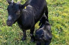 Maison de la forêt - Foto 3