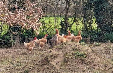 La Closerie de la Trottinière - Foto 23
