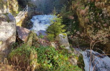Ferienwohnung Tannenballett im Schwarzwald - Foto 53