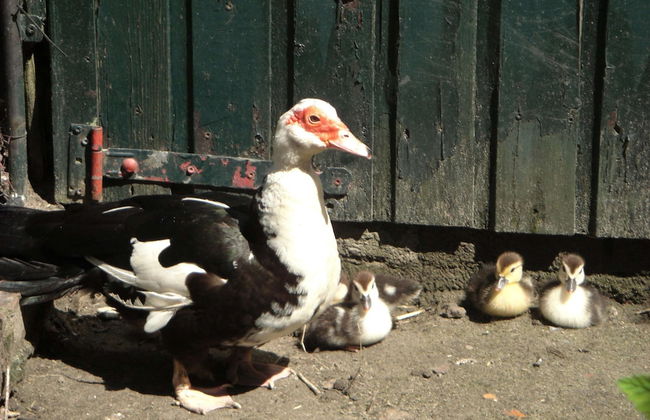 Cozy Holiday Home in Bergen op Zoom With Garden - Foto 73