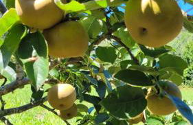 Casa Pandeiras - Foto 32