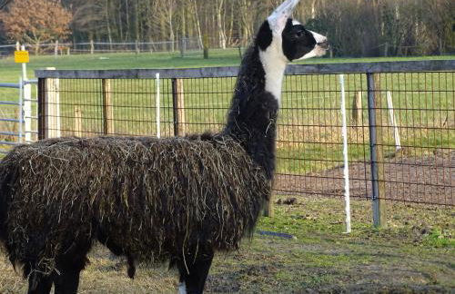Wohlfühlurlaub auf dem Reit- und Ferienhof Goldberg - Foto 37