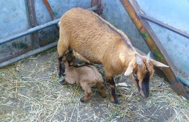 Agriturismo Agrifoglio - Foto 16