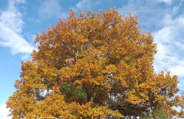 Ninho Bico-de-Lacre ~ o paraíso é a/na Terra - Foto 48