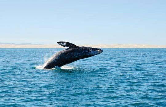 Avistamiento de cetáceos en San Diego - Foto 1