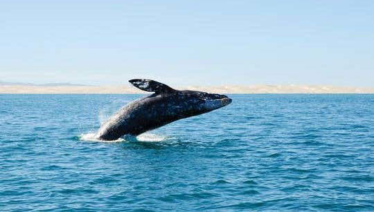 Baleine qui saute