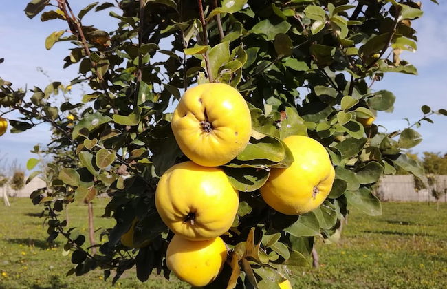 Salas Farma 47 - Photo 41