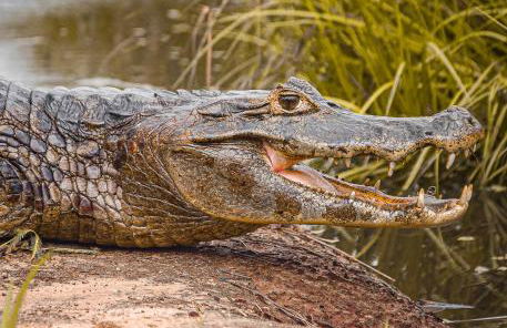 Pousada São João - Estrada Parque Pantanal - Photo 23