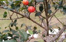 Sítio em área rural, ao pé da Serra Gaúcha. - Foto 53