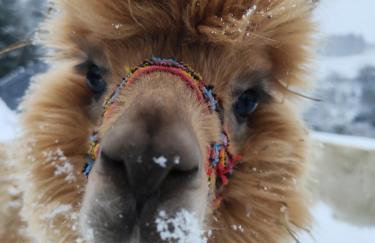 ZALASEK Gospodarstwo Agroturystyczne z Alpakami - Foto 5